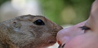 Jakim jesteś zwierzęciem pytanie na rozmowie kwalifikacyjnej?