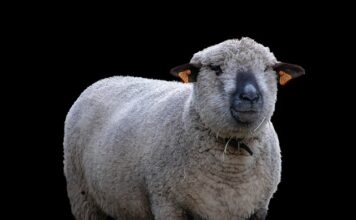 Co najbardziej opłaca się hodować w Polsce?